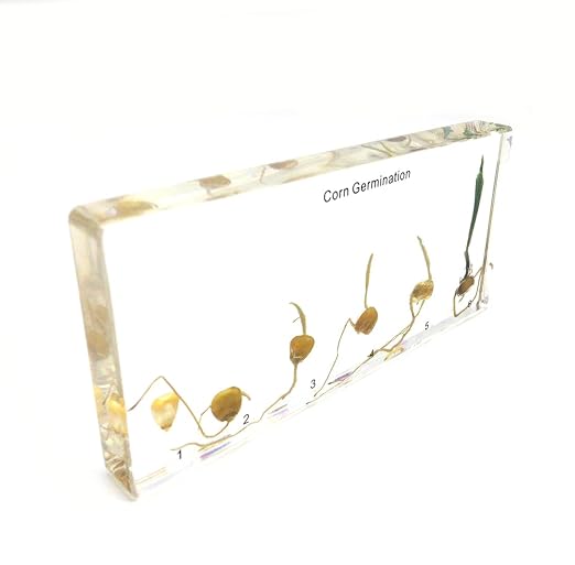 Corn Germination in Acrylic Block Lifecyle of Corn Biology Science Classroom Specimens (Corn Germination)