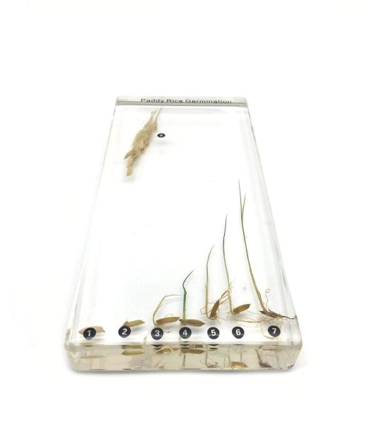 Paddy Rice Germination in Acrylic Block Lifecyle of Paddy Rice Biology Science Classroom Specimens (Paddy Rice Germination)