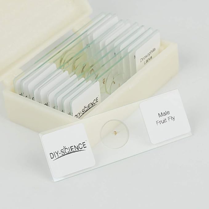 Prepared Whole Insects Microscope Slides Set, 10pcs Specimens for Kids Students Biology Class, Educational Gift (Whole Insects)