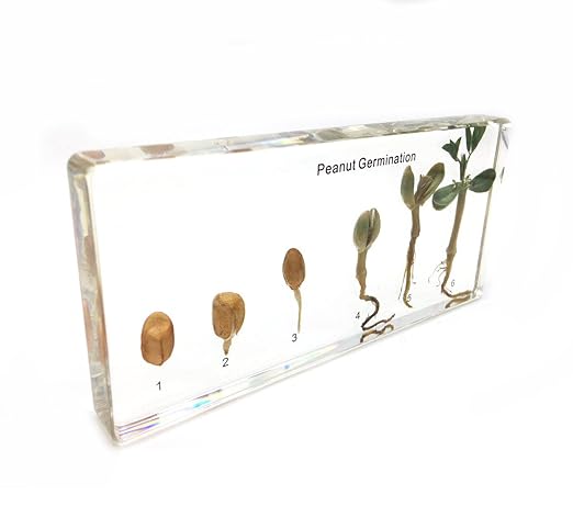 Peanut Germination in Acrylic Block Lifecyle of Peanut Biology Science Classroom Specimens (Peanut Germination)