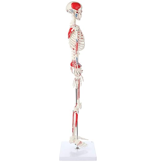 Axis Scientific Mini Human Skeleton Model with Metal Stand, 31" Tall, Painted and Numbered Muscle Insertion and Origin Points, Product Manual for Study