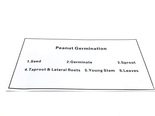 Peanut Germination in Acrylic Block Lifecyle of Peanut Biology Science Classroom Specimens (Peanut Germination)