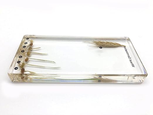 Wheat Germination in Acrylic Block Lifecyle of Wheat Biology Science Classroom Specimens (Wheat Germination)