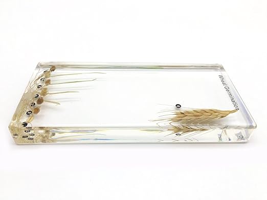 Wheat Germination in Acrylic Block Lifecyle of Wheat Biology Science Classroom Specimens (Wheat Germination)