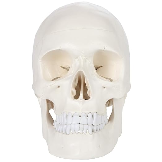 Axis Scientific Human Skull Model for Anatomy Life Size, 3-Part Anatomy Skull Includes Skull Cap with External and Interior Structures, Includes Detailed Product Manual, Skull for Anatomy