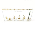 Corn Germination in Acrylic Block Lifecyle of Corn Biology Science Classroom Specimens (Corn Germination)
