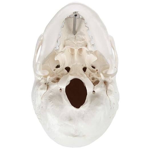 Axis Scientific Human Skull Model for Anatomy Life Size, 3-Part Anatomy Skull Includes Skull Cap with External and Interior Structures, Includes Detailed Product Manual, Skull for Anatomy