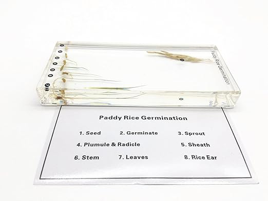 Paddy Rice Germination in Acrylic Block Lifecyle of Paddy Rice Biology Science Classroom Specimens (Paddy Rice Germination)