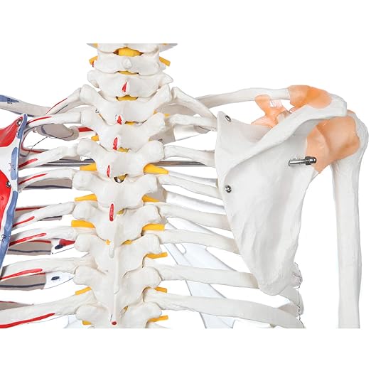 Axis Scientific Flexible Skeleton Anatomical Model, Painted and Numbered Life-Size Skeleton with Flexible Spine, Muscle Insertion and Origin Points, Includes Base, Dust Cover