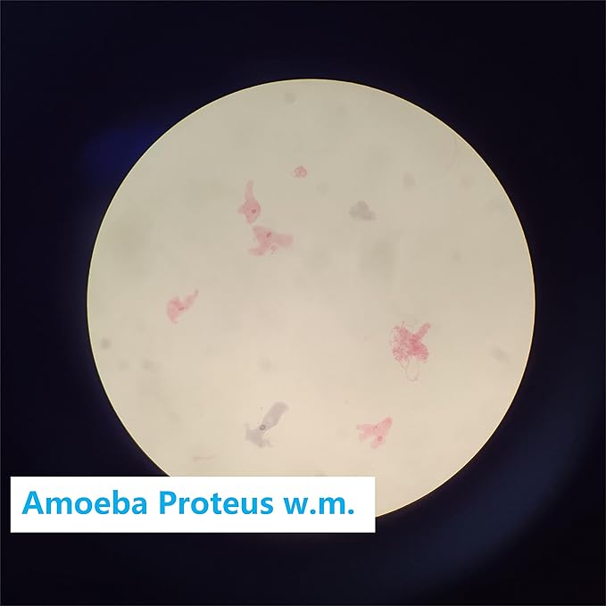 Prepared Microscope Slides Set for Apologia Biology, Pack of 16pcs Specimens Specifically for Biology Course (Apologia Slides)