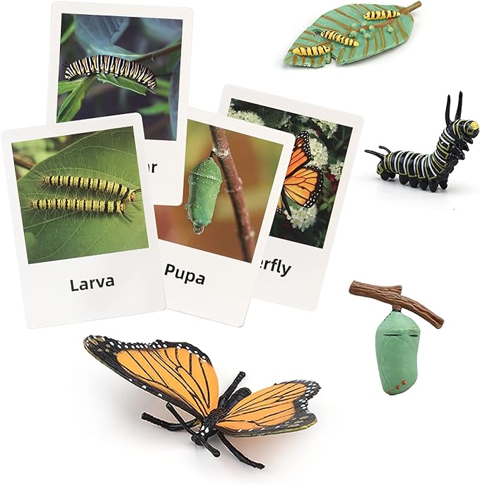 Montessori Life Cycle Animal Figures with Flash Cards, Plastic Insects Monarch Butterfly Kit Caterpillar Toy for Kids, Realistic Animal Figurines (Butterfly)