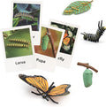 Montessori Life Cycle Animal Figures with Flash Cards, Plastic Insects Monarch Butterfly Kit Caterpillar Toy for Kids, Realistic Animal Figurines (Butterfly)
