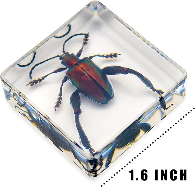 6 PCS Resin Insect Specimen Set, Butterfly, Jewel Frog Beetle, Silk Moth, Chafer, Stinkbug, Wasp, Science Education Toy for Kids
