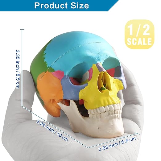 Mini Painted Human Skull Model, Half Size Replica Medical Anatomy Human Sull Model with Removable Skull Cap and Articulated Mandible, Full Set of Teeth, 3-Part Didactic Skull Anatomical Model
