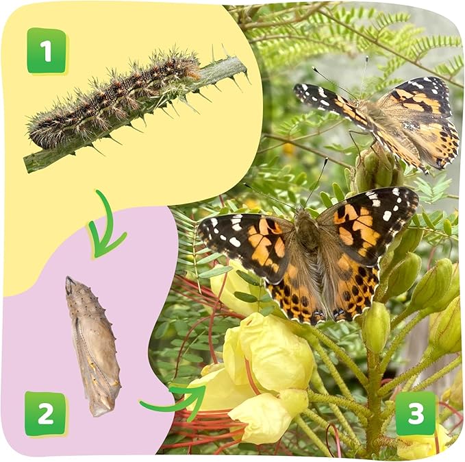 Insect Lore Butterfly Garden Kit – 10 Live Caterpillars, Habitat, STEM Journal, 2 Chrys-a-lid Holding Logs & Feeder – Grow & Release Painted Lady Butterflies – Educational Science Toy