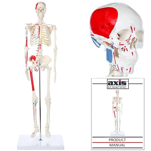 Axis Scientific Mini Human Skeleton Model with Metal Stand, 31" Tall, Painted and Numbered Muscle Insertion and Origin Points, Product Manual for Study