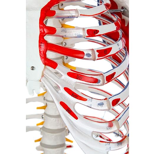 Axis Scientific Flexible Skeleton Anatomical Model, Painted and Numbered Life-Size Skeleton with Flexible Spine, Muscle Insertion and Origin Points, Includes Base, Dust Cover