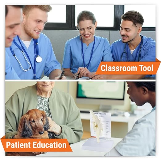 GPI Anatomicals - Canine Knee Model, Normal Knee Joint Replica for Canine Anatomy and Physiology Education, Anatomy Model for Veterinarian’s Offices and Classrooms, Medical Learning Resources
