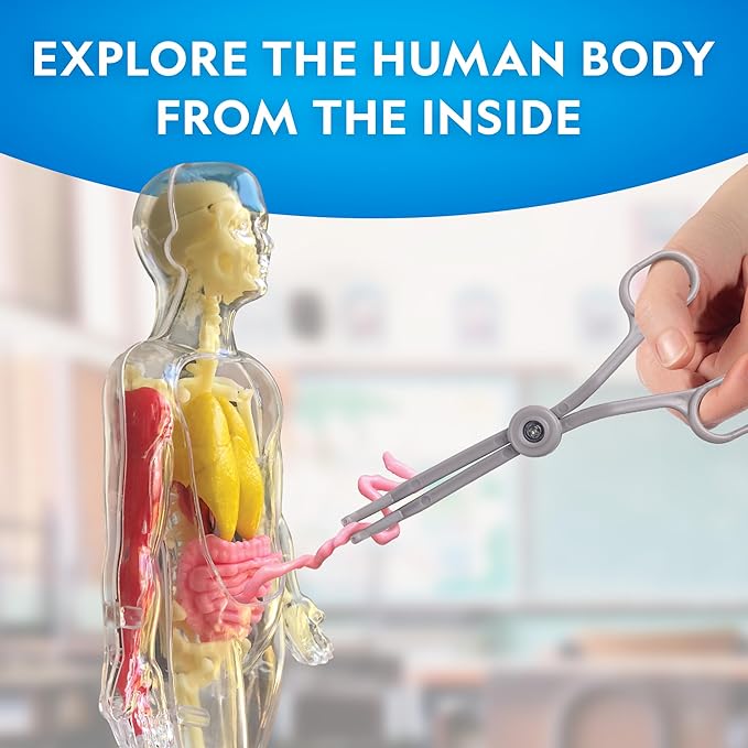 National Geographic Human Body Model for Kids That Glows in The Dark - 32-Piece Interactive Anatomy Model with Bones, Organs, Muscles, Science Kit, Anatomy & Physiology, Halloween Activity for Kids