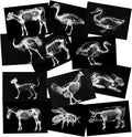 Animal X-Ray Set, Educational Science Kit, Light Table Accessory for Children (Farm Animals)